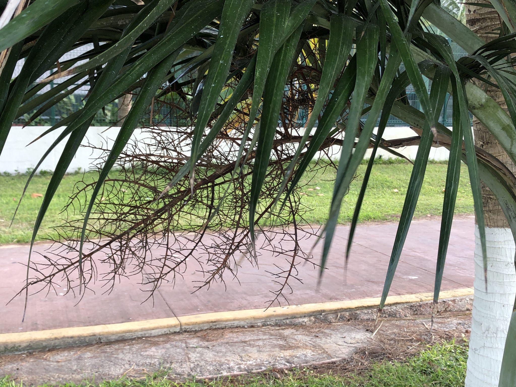 Pseudophoenix sargentii 